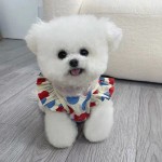 碎花连衣裙宠物服饰马尔济斯博美狗狗衣服猫咪衣服冬可爱ins厂