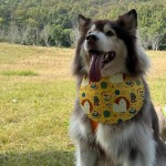 阿拉斯加萨摩金毛宠物狗狗口水巾可爱围脖吃饭防脏大型犬宠物围兜