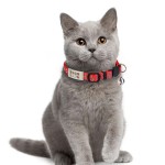 宠物猫牌项圈刻字猫咪尼龙铃铛身份牌狗狗项链泰迪防走丢激光狗牌