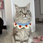 猫咪手工项圈宠物装饰猫狗兔饰品项链编织物脖圈衣服可爱花朵围巾