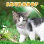 宠物精油防护项圈小猫咪可调节可水洗体外跳蚤虱子环保圈跨境热卖
