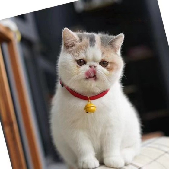 跨境热销日韩风格宠物猫咪舒适可调节韩国绒项圈