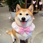 狗狗围兜可爱蝴蝶结可调节围脖项圈小中大型狗猫口水巾发夹萨摩耶