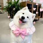 狗狗围兜可爱蝴蝶结可调节围脖项圈小中大型狗猫口水巾发夹萨摩耶