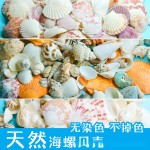 天然海螺贝壳按斤卖小海星寄居蟹替换壳鱼缸造景漂流瓶手工画材料