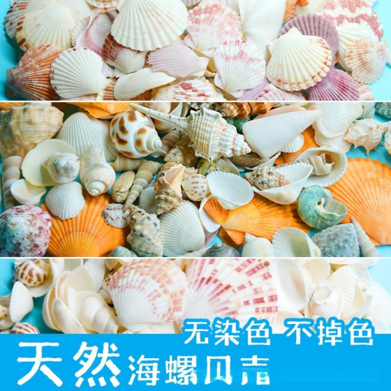 天然海螺贝壳按斤卖小海星寄居蟹替换壳鱼缸造景漂流瓶手工画材料