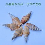 天然海螺贝壳按斤卖小海星寄居蟹替换壳鱼缸造景漂流瓶手工画材料
