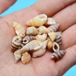 天然海螺贝壳按斤卖小海星寄居蟹替换壳鱼缸造景漂流瓶手工画材料