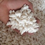 天然海螺贝壳按斤卖小海星寄居蟹替换壳鱼缸造景漂流瓶手工画材料