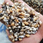 天然海螺贝壳按斤卖小海星寄居蟹替换壳鱼缸造景漂流瓶手工画材料