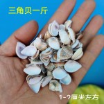 天然海螺贝壳按斤卖小海星寄居蟹替换壳鱼缸造景漂流瓶手工画材料