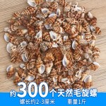 天然小海星白贝壳海螺手工相框画diy微景观材料鱼缸造景装饰批发