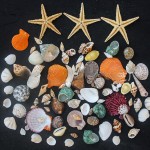 天然小海星白贝壳海螺手工相框画diy微景观材料鱼缸造景装饰批发