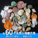 天然小海星白贝壳海螺手工相框画diy微景观材料鱼缸造景装饰批发