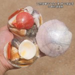 天然小海星白贝壳海螺手工相框画diy微景观材料鱼缸造景装饰批发