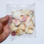 天然小海星白贝壳海螺手工相框画diy微景观材料鱼缸造景装饰批发