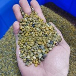 天然小海星白贝壳海螺手工相框画diy微景观材料鱼缸造景装饰批发