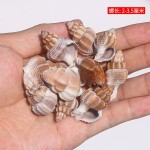 天然小海星白贝壳海螺手工相框画diy微景观材料鱼缸造景装饰批发