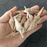 天然小海星白贝壳海螺手工相框画diy微景观材料鱼缸造景装饰批发