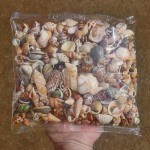 天然小海星白贝壳海螺手工相框画diy微景观材料鱼缸造景装饰批发