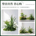 仿真造景绿色蕨类植物高档装饰室内庭院景观氛围感摆件小型假绿植