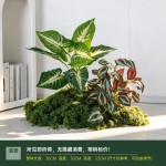 仿真造景绿色蕨类植物高档装饰室内庭院景观氛围感摆件小型假绿植