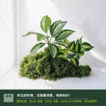 仿真造景绿色蕨类植物高档装饰室内庭院景观氛围感摆件小型假绿植