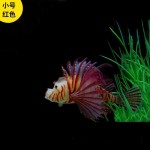 鱼缸造景装饰品夜光仿真狮子鱼景观水族仿真荧光水母硅胶仿真鱼