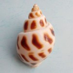 寄居蟹替换壳~房子小号大号天然贝壳海螺壳摆件装饰鱼缸造景备用
