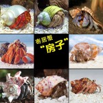 寄居蟹替换壳~房子小号大号天然贝壳海螺壳摆件装饰鱼缸造景备用