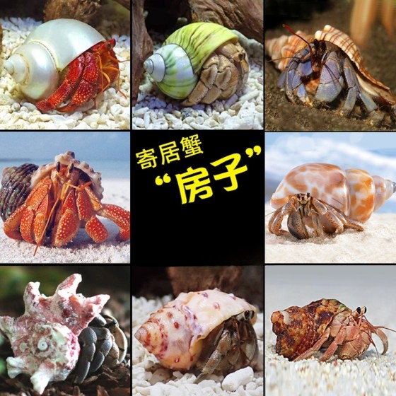 寄居蟹替换壳~房子小号大号天然贝壳海螺壳摆件装饰鱼缸造景备用