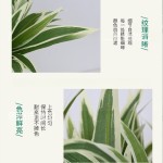 跨境仿真吊兰草装饰植物假花绿植门头墙面造景插花配材单支吊兰草