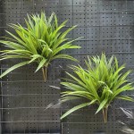 吊兰草 兰花草植物墙兰花叶仿真蕨类叶水草塑料园林装饰仿真吊兰