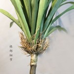 吊兰草 兰花草植物墙兰花叶仿真蕨类叶水草塑料园林装饰仿真吊兰