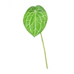 仿真叶片蔓绿绒彩芋叶火鹤叶水晶花烛客厅家居植物墙绿植造景装饰