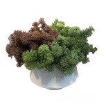 仿真松草 植物背景墙绿家居装饰婚庆道具塑料水草园林造景毛松草