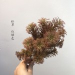 仿真松草 植物背景墙绿家居装饰婚庆道具塑料水草园林造景毛松草
