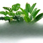 厂家直发仿真龟背叶芭蕉叶绿植造景落地盆栽家居装饰北欧风植物