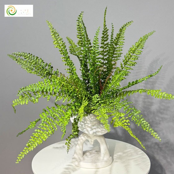 仿真蕨类绿植波斯蕨凤尾蕨草蕨叶室内家居植物墙装饰造景波斯蕨草