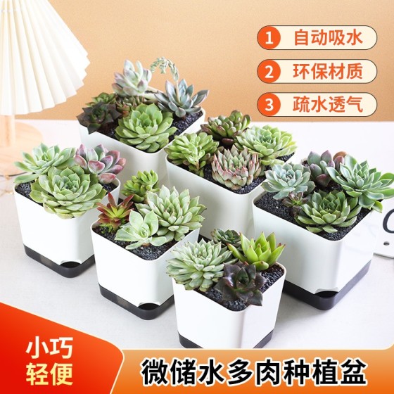 跨境欧林泽多肉花盆塑料多肉盆桌面自吸水小花盆家用简约多肉花盆