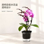 中号圆形自吸水花盆透明中号懒人桌面多肉绿萝透气水培土培两用盆