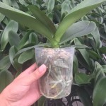 透明育苗杯蝴蝶兰多肉兰花透明盆营养袋育苗杯营养钵塑料花盆