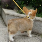 小宠玩具犬插扣项圈牵引绳套装牵手宝贝猫狗宠物铃铛脖圈拉绳