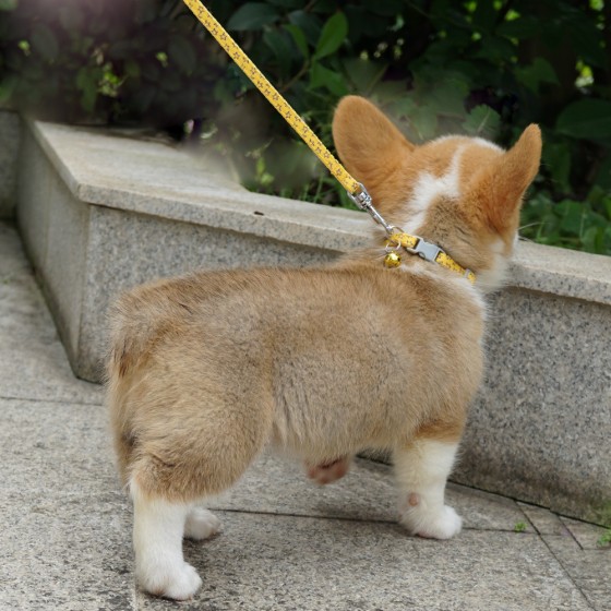 小宠玩具犬插扣项圈牵引绳套装牵手宝贝猫狗宠物铃铛脖圈拉绳