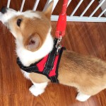 狗狗牵引绳背心式胸背带大型犬遛狗拉布拉多狗链狗绳中型犬比熊 (有码数）