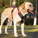 防爆冲狗狗牵引绳背心式中大型犬金毛拉布拉多可调节胸背带遛狗绳 (有码数）