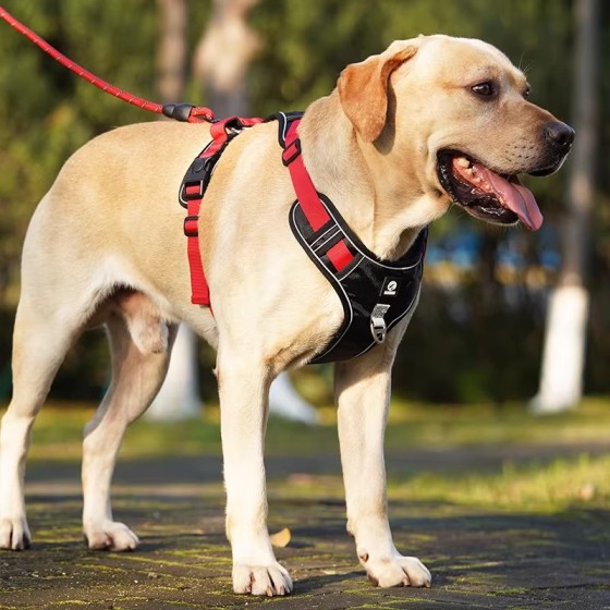 防爆冲狗狗牵引绳背心式中大型犬金毛拉布拉多可调节胸背带遛狗绳 (有码数）