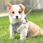 背心式狗狗牵引绳中小型犬猫咪牵引绳柯基背带防挣脱狗链子遛狗绳 (有码数）