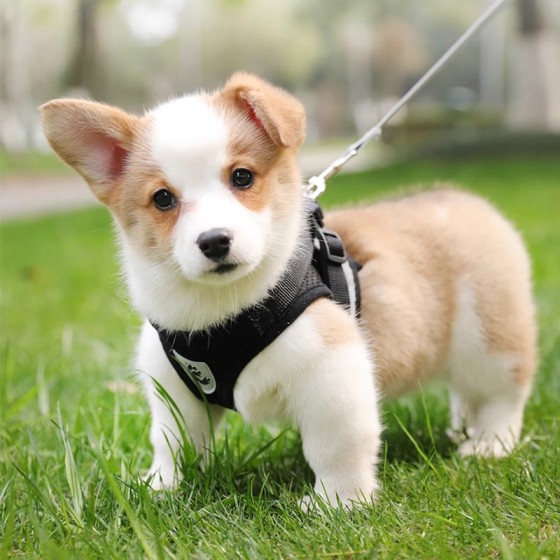 背心式狗狗牵引绳中小型犬猫咪牵引绳柯基背带防挣脱狗链子遛狗绳 (有码数）