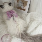 猫咪牵引绳防挣脱外出专用遛猫绳子溜猫链子狗狗宠物胸背带可调节